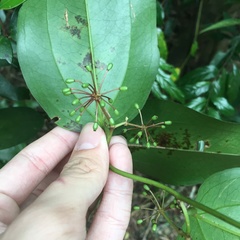 Smilax lanceifolia