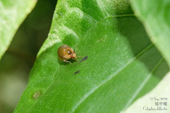 Celyphus difficilis