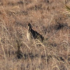 Tympanuchus pallidicinctus