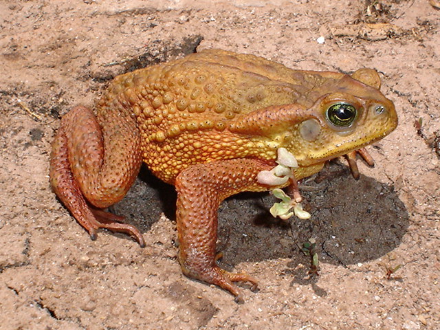 Rufous Toad