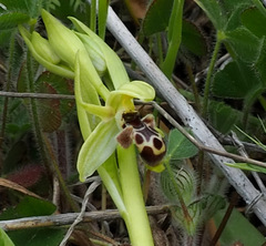 Ophrys umbilicata
