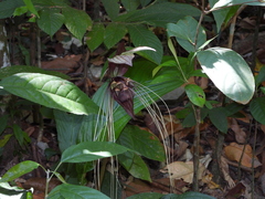 Tacca integrifolia