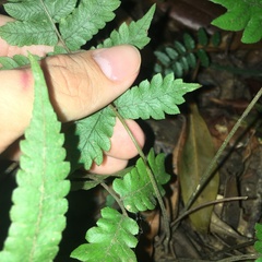 Christella ensifera