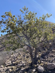 Quercus chihuahuensis