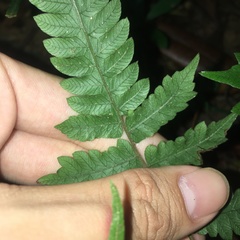Christella ensifera