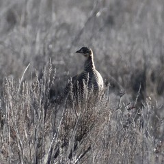 Tympanuchus pallidicinctus