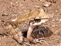 Thoropa miliaris