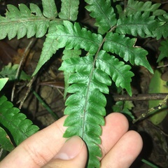 Christella ensifera