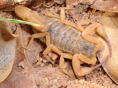 Tityus serrulatus