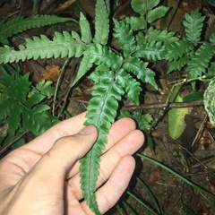 Christella ensifera