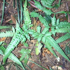 Christella ensifera