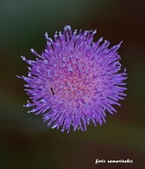 Tyrimnus leucographus