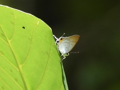 Hypolycaena thecloides