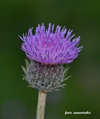 Tyrimnus leucographus