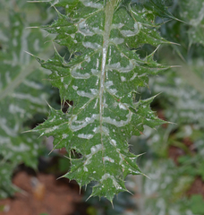 Tyrimnus leucographus