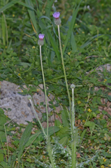 Tyrimnus leucographus