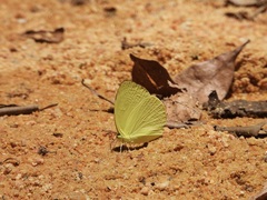 Gandaca harina distanti