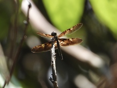 Rhyothemis obsolescens