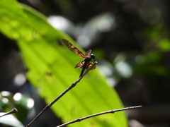 Rhyothemis obsolescens