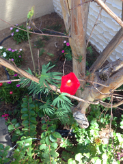 Ipomoea × multifida