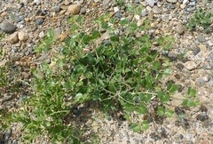 Zygophyllum oxianum