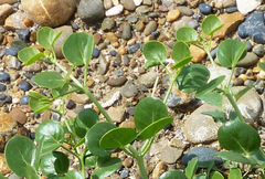 Zygophyllum oxianum