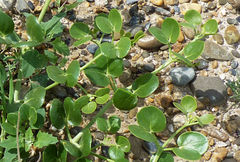 Zygophyllum oxianum