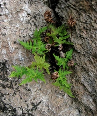 Aleuritopteris shensiensis