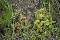 Dionaea muscipula