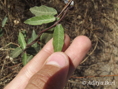 Hemidesmus indicus