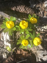 Eranthis