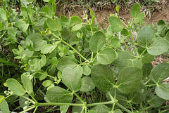 Zygophyllum oxianum