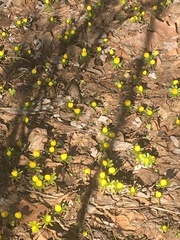 Eranthis