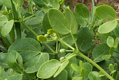 Zygophyllum oxianum