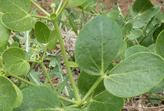 Zygophyllum oxianum