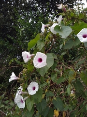 Ipomoea squamosa