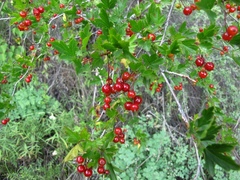 Ribes pulchellum