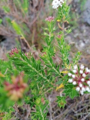 Agathosma ciliata