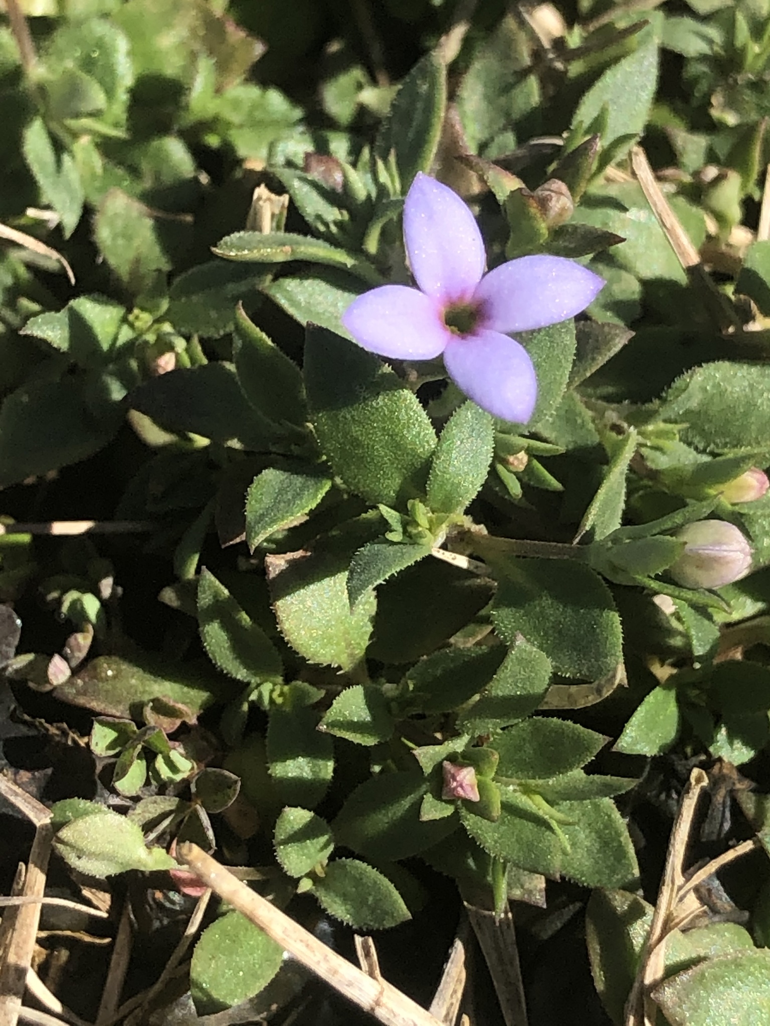 Houstonia pusilla