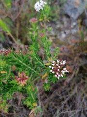 Agathosma ciliata