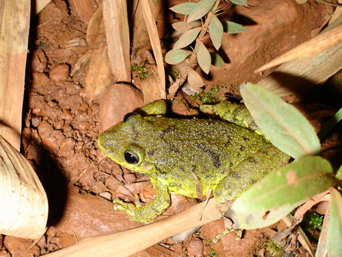 Fuscous-blotched Snouted Tree Frog