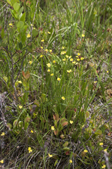 Dionaea muscipula
