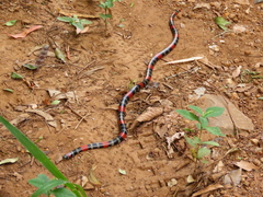 Micrurus altirostris