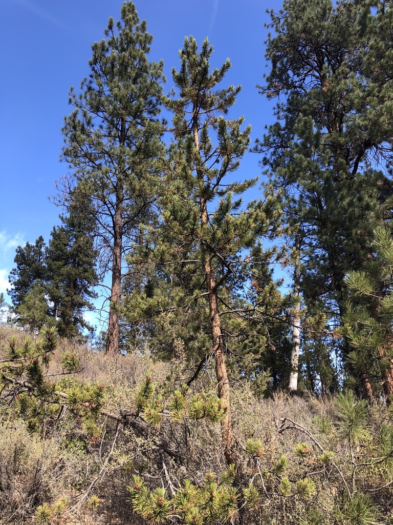 Interior Lodgepole Pine from Deschutes County, OR, USA on October 20, 2020 at 1201 PM by Bob