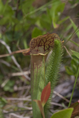 Sarracenia