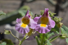 Proboscidea louisianica fragrans