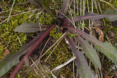 Taraxacum leucanthum