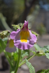 Proboscidea louisianica fragrans