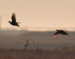 Tympanuchus pallidicinctus