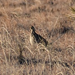 Tympanuchus pallidicinctus